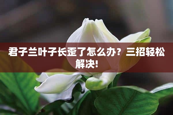 君子兰叶子长歪了怎么办？三招轻松解决!