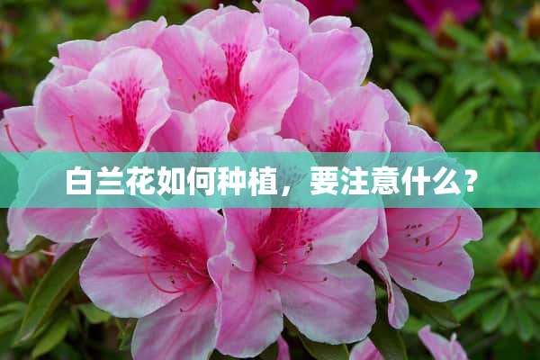 白兰花如何种植，要注意什么？