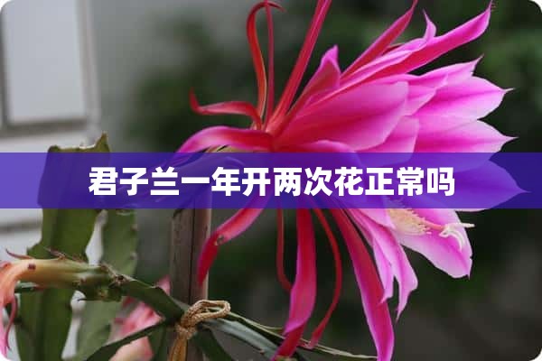 君子兰一年开两次花正常吗