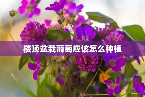 楼顶盆栽葡萄应该怎么种植