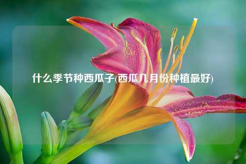 什么季节种西瓜子(西瓜几月份种植最好) 花卉