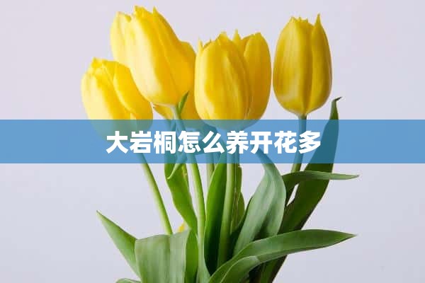 大岩桐怎么养开花多