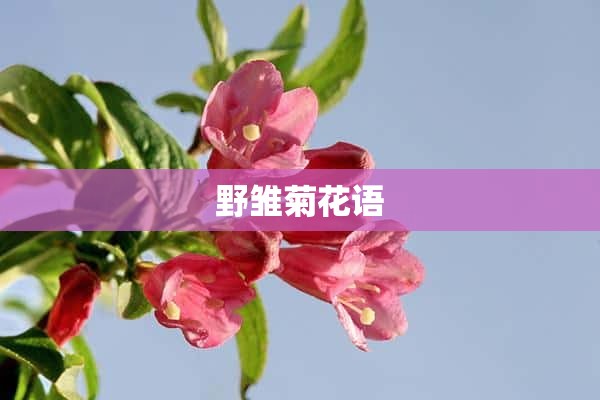 野雏菊花语