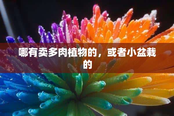 哪有卖多肉植物的，或者小盆栽的