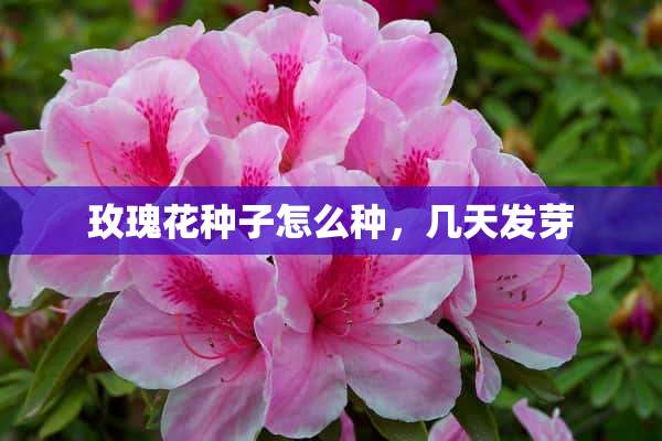 玫瑰花种子怎么种，几天发芽