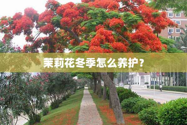 茉莉花冬季怎么养护？