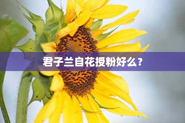 君子兰自花授粉好么？