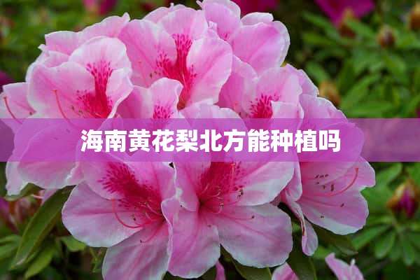 海南黄花梨北方能种植吗