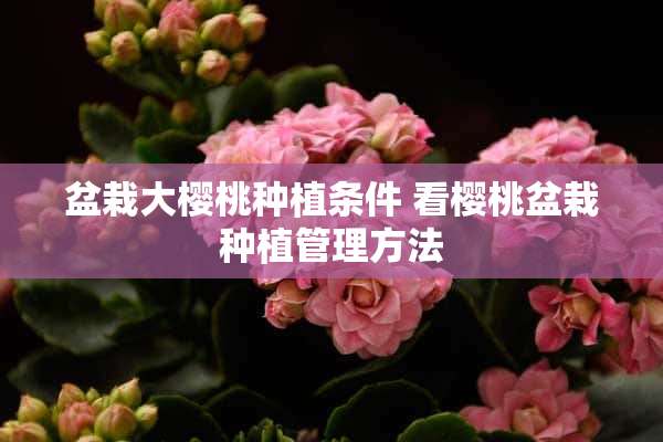 盆栽大樱桃种植条件 看樱桃盆栽种植管理方法