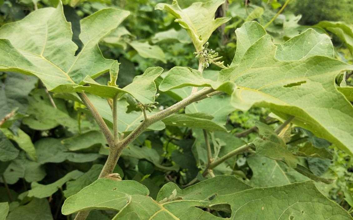 水茄冬子是什么植物，它有哪些别名和用途价值