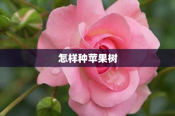 怎样种苹果树