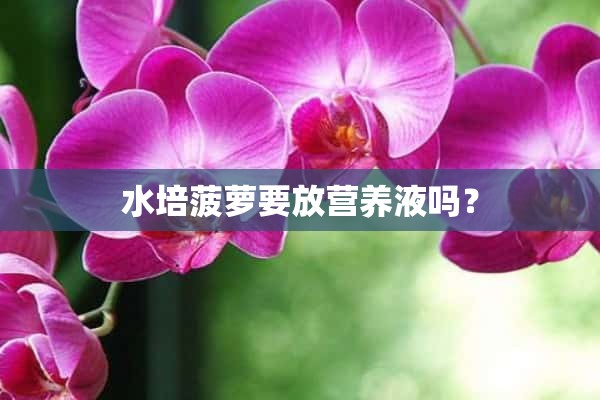 水培菠萝要放营养液吗？