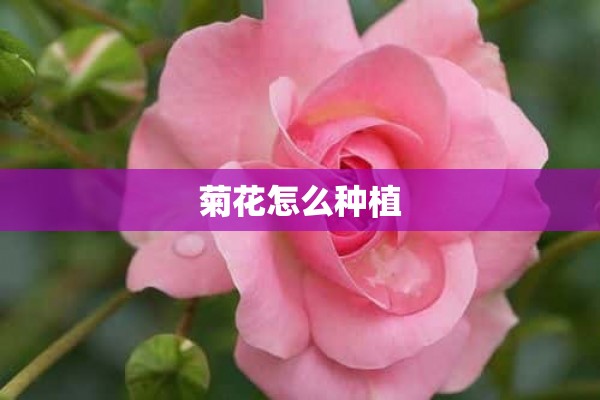 菊花怎么种植