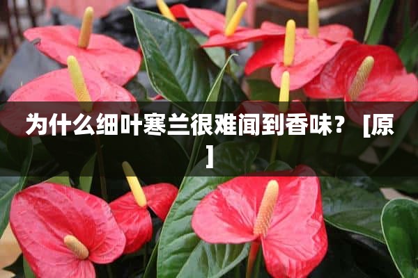 为什么细叶寒兰很难闻到香味？ [原]