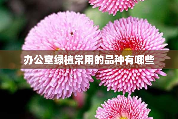 办公室绿植常用的品种有哪些