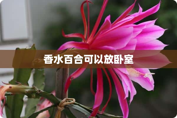 香水百合可以放卧室