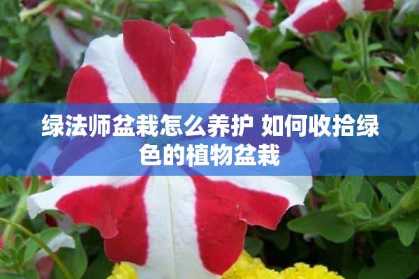 绿法师盆栽怎么养护 如何收拾绿色的植物盆栽