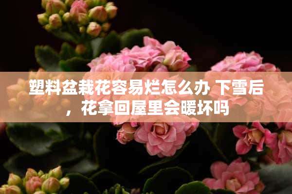 塑料盆栽花容易烂怎么办 下雪后，花拿回屋里会暖坏吗