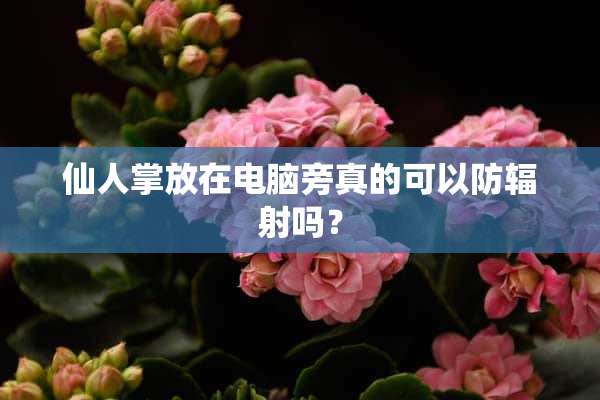 仙人掌放在电脑旁真的可以防辐射吗？