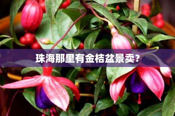 珠海那里有金桔盆景卖？