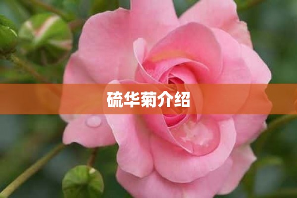 硫华菊介绍