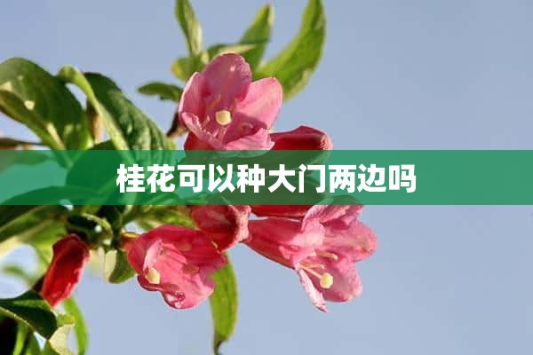 桂花可以种大门两边吗