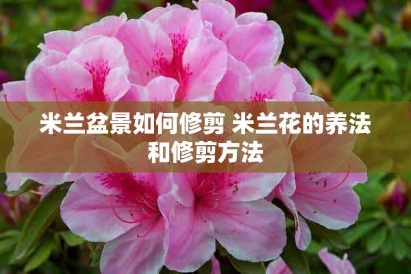 米兰盆景如何修剪 米兰花的养法和修剪方法