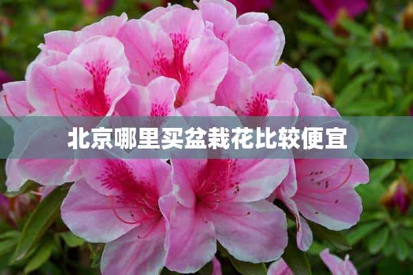 北京哪里买盆栽花比较便宜