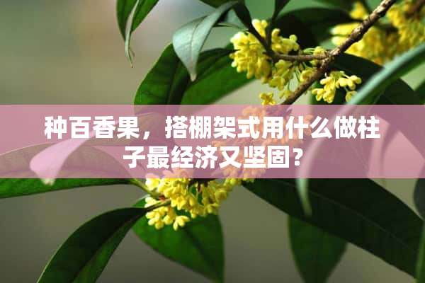 种百香果，搭棚架式用什么做柱子最经济又坚固？