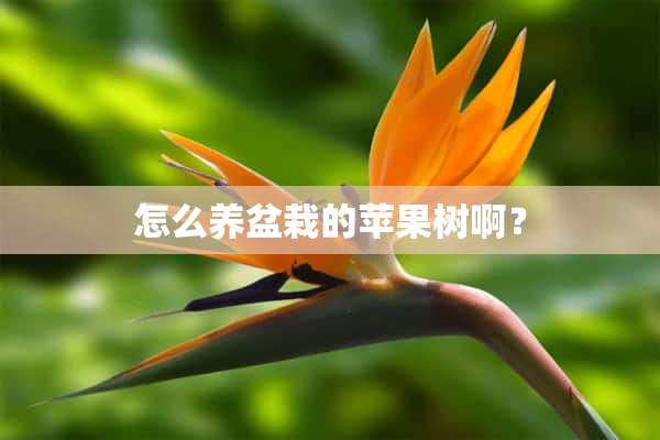 怎么养盆栽的苹果树啊？