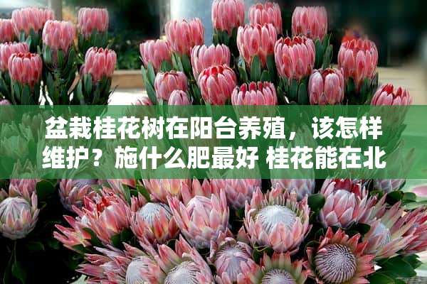 盆栽桂花树在阳台养殖，该怎样维护？施什么肥最好 桂花能在北方室外种吗