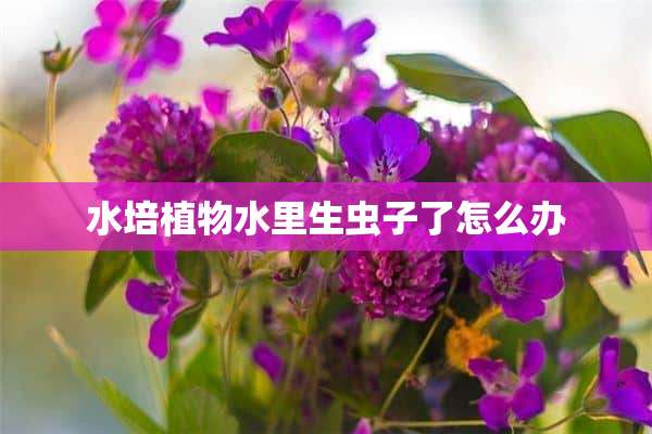 水培植物水里生虫子了怎么办