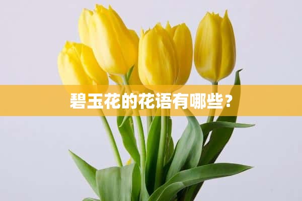 碧玉花的花语有哪些？