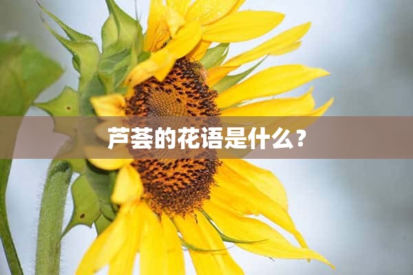 芦荟的花语是什么？