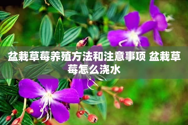 盆栽草莓养殖方法和注意事项 盆栽草莓怎么浇水