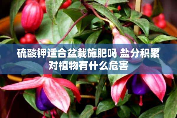 硫酸钾适合盆栽施肥吗 盐分积累对植物有什么危害