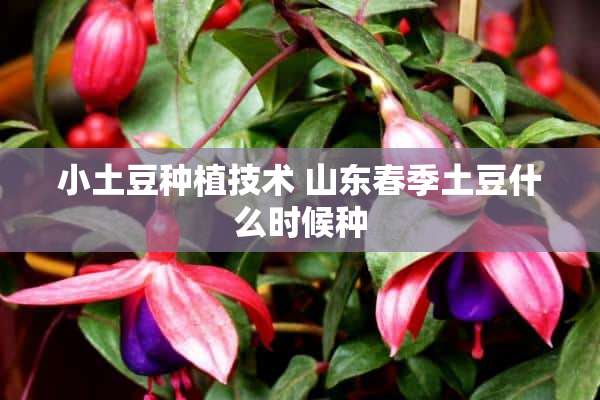 小土豆种植技术 山东春季土豆什么时候种