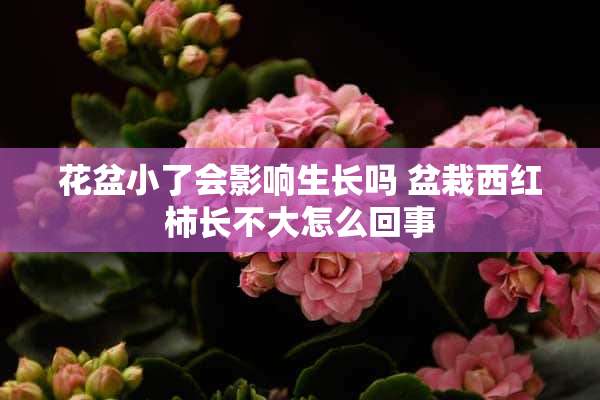 花盆小了会影响生长吗 盆栽西红柿长不大怎么回事