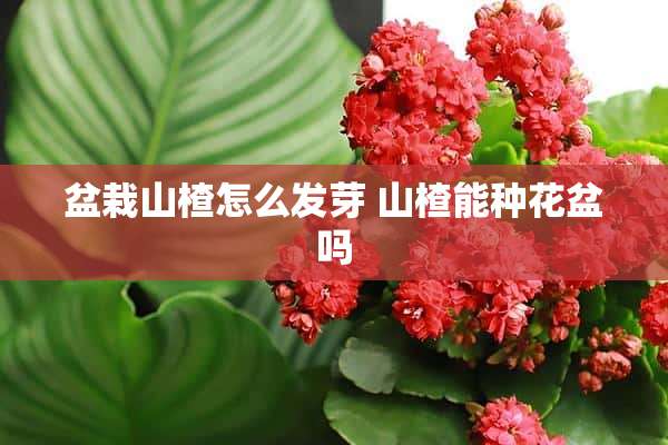 盆栽山楂怎么发芽 山楂能种花盆吗