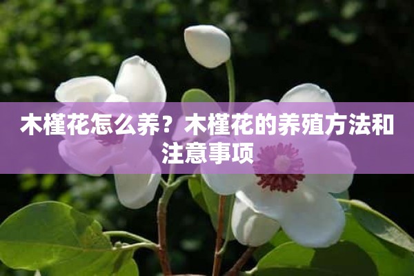 木槿花怎么养？木槿花的养殖方法和注意事项