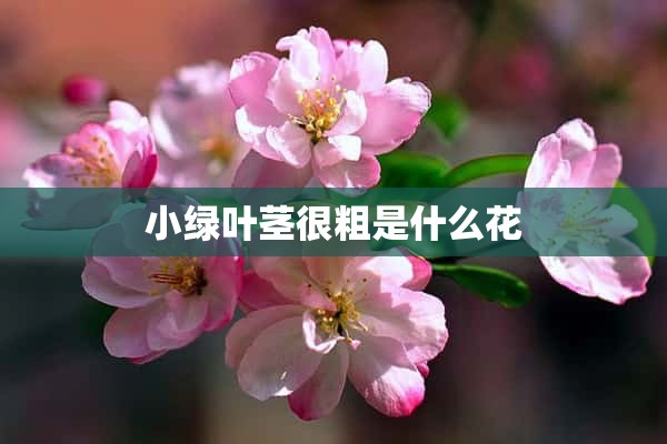 小绿叶茎很粗是什么花