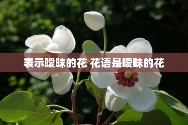 表示暧昧的花 花语是暧昧的花