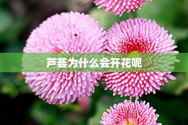 芦荟为什么会开花呢