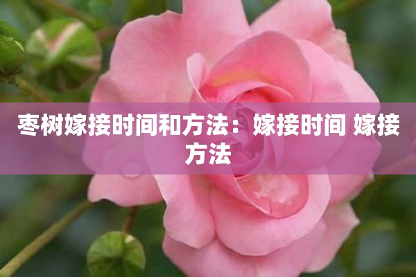 枣树嫁接时间和方法：嫁接时间 嫁接方法