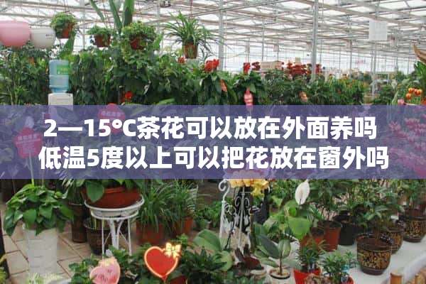 2—15℃茶花可以放在外面养吗 低温5度以上可以把花放在窗外吗