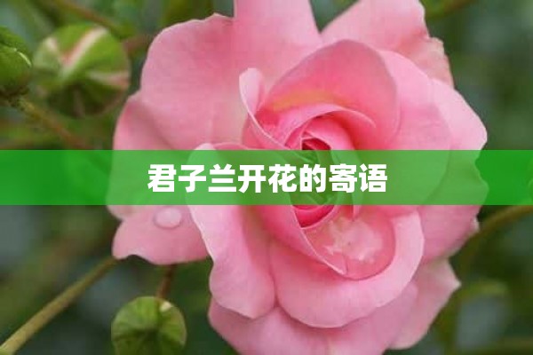 君子兰开花的寄语