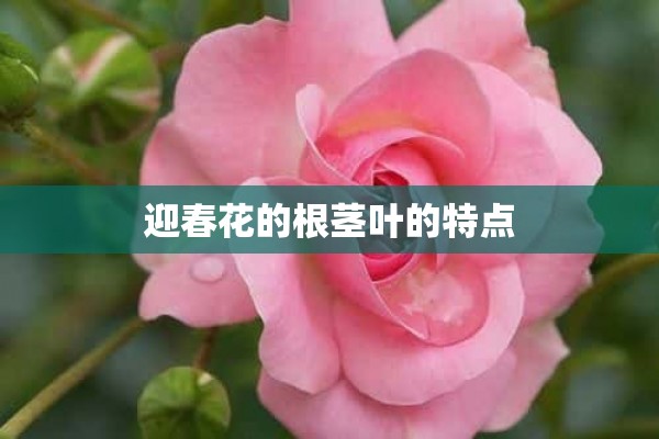 迎春花的根茎叶的特点