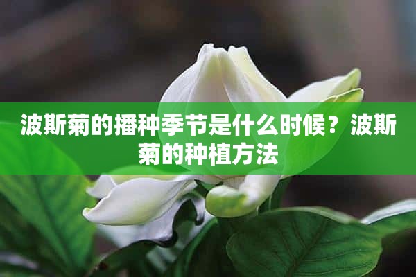 波斯菊的播种季节是什么时候？波斯菊的种植方法