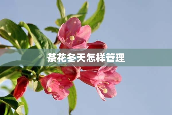 茶花冬天怎样管理