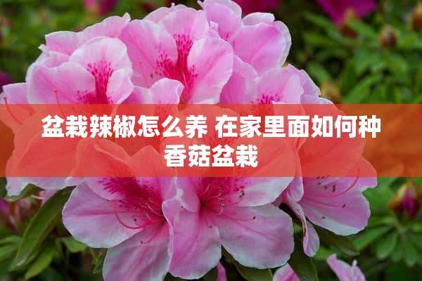 盆栽辣椒怎么养 在家里面如何种香菇盆栽